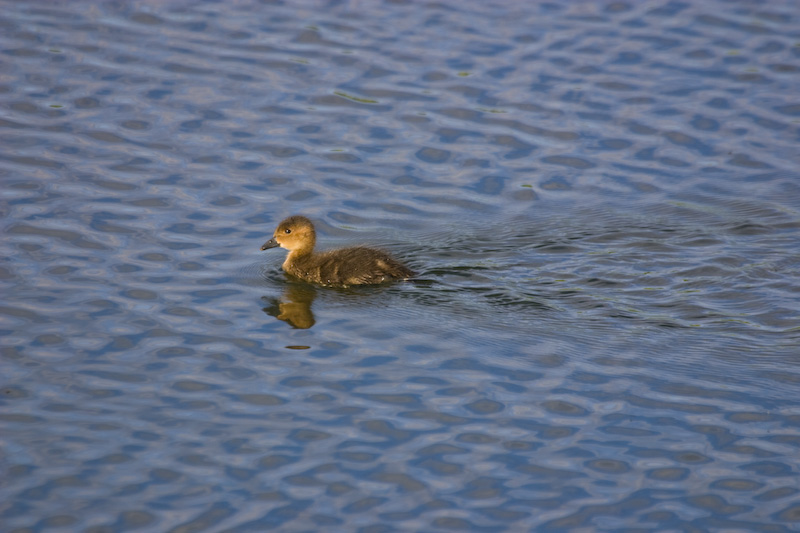 Chick On Water
